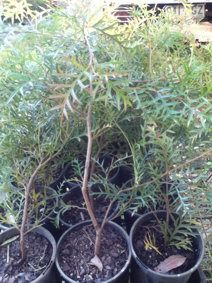 Inca Plants Nursery | 176-186 Greensward Rd, Tamborine QLD 4270, Australia | Phone: 0407 028 842
