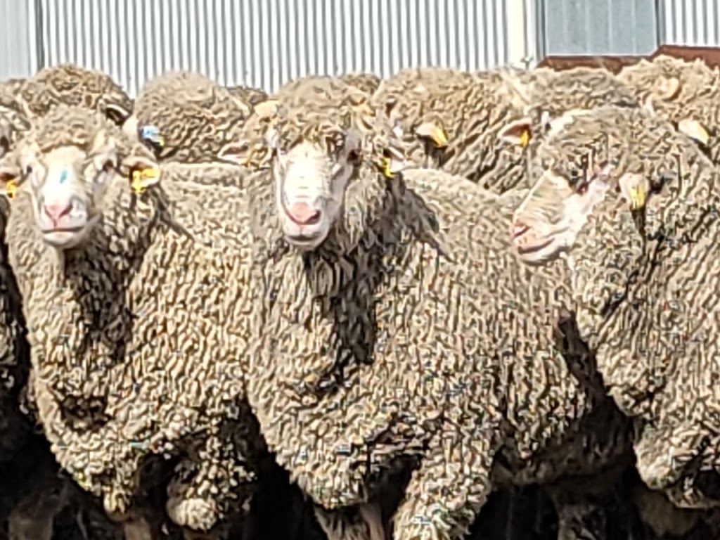 Goldalea Poll Merino Stud | 279 H Hays Rd, Karabeal VIC 3294, Australia | Phone: 0488 943 314