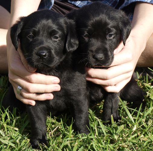 Truebred Labradors | 22 Crows Nest Rd, Pampoolah NSW 2430, Australia | Phone: 0432 665 881