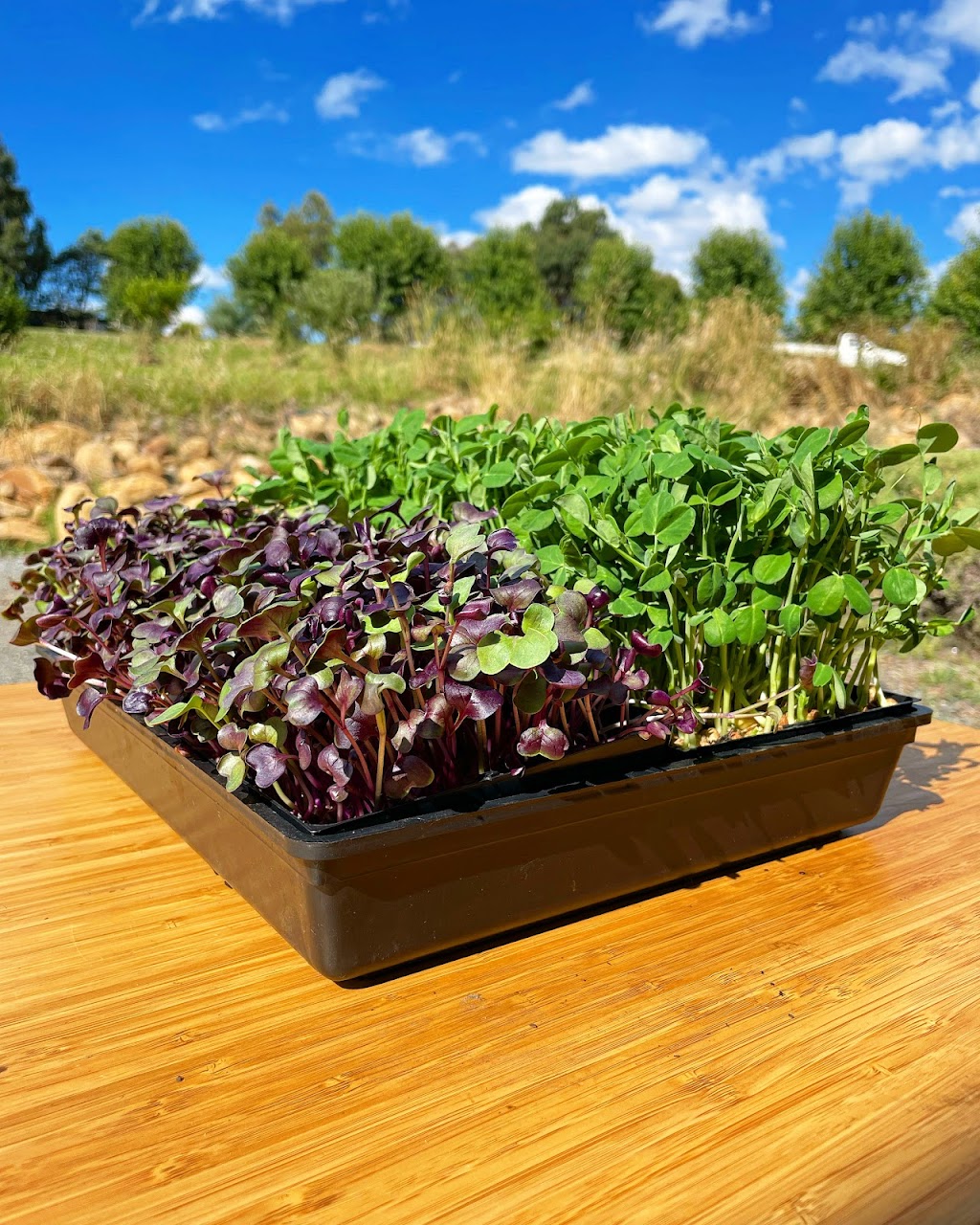 Amberly Microgreens | 325 Kambah Pool Rd, Australian Capital Territory 2902, Australia | Phone: 0401 639 408