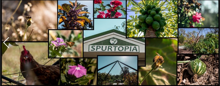 Spurtopia | 8 Osmund Ct, Fernvale QLD 4306, Australia | Phone: 0434 824 870