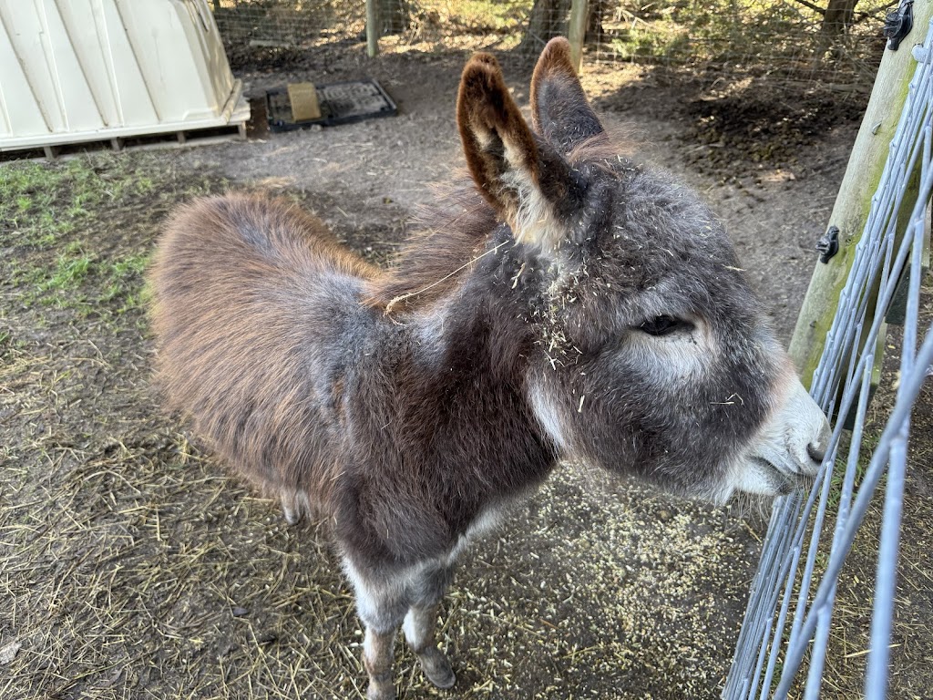 Little Sherwood Drouin Petting Zoo & Cottages | 315 Fisher Rd, Drouin West VIC 3818, Australia | Phone: 0411 498 990