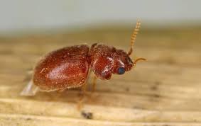 Pest Removal Brisbane | health | Brisbane Queensland,Australia | 1800033756 OR +61 1800 033 756