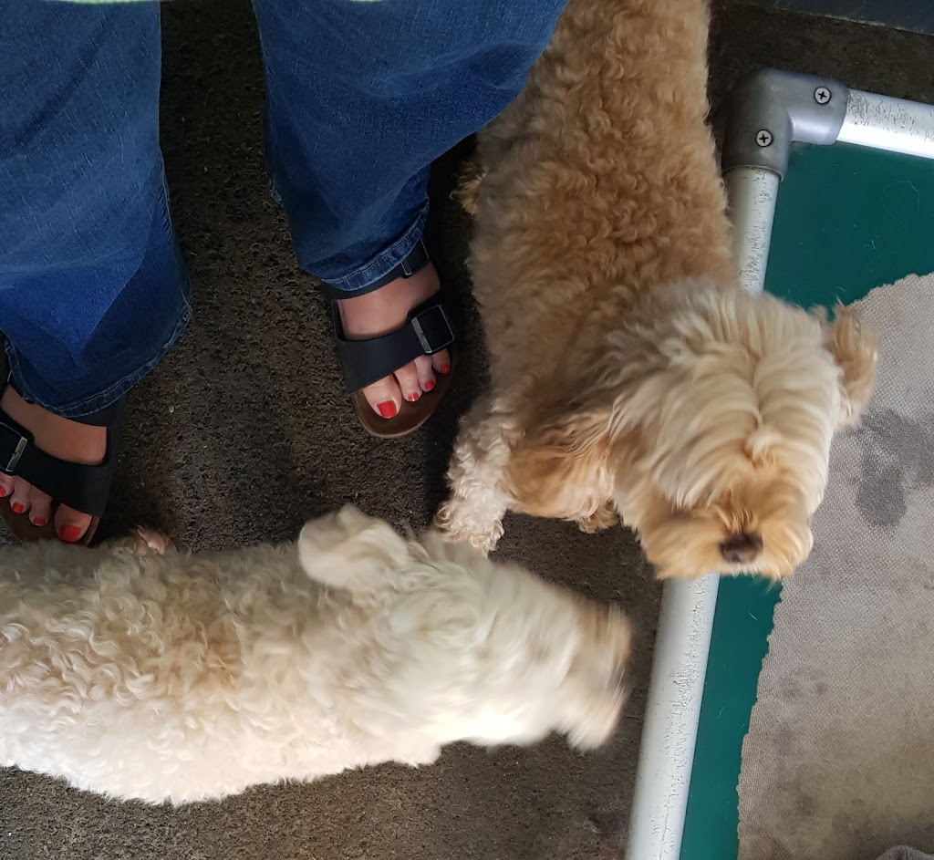 Doggos on Shelomith | 97 Shelomith Dr, Acton Park TAS 7170, Australia | Phone: 0439 984 260