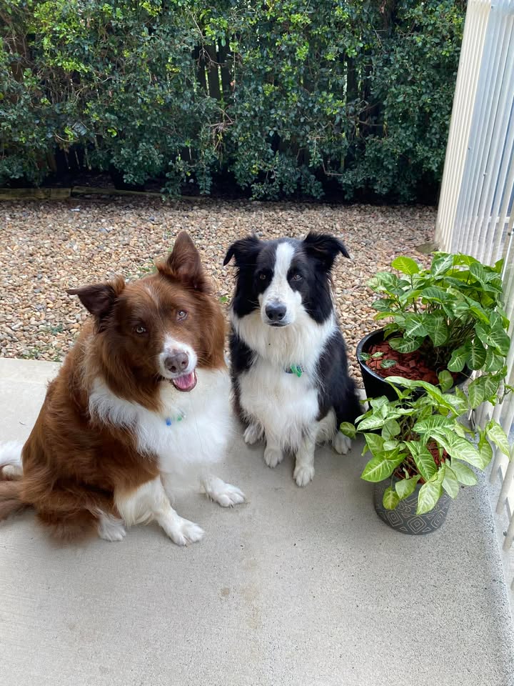Lukes pet sitting Brisbane Northside | Jayleigh Ct, Morayfield QLD 4506, Australia | Phone: 0414 672 586