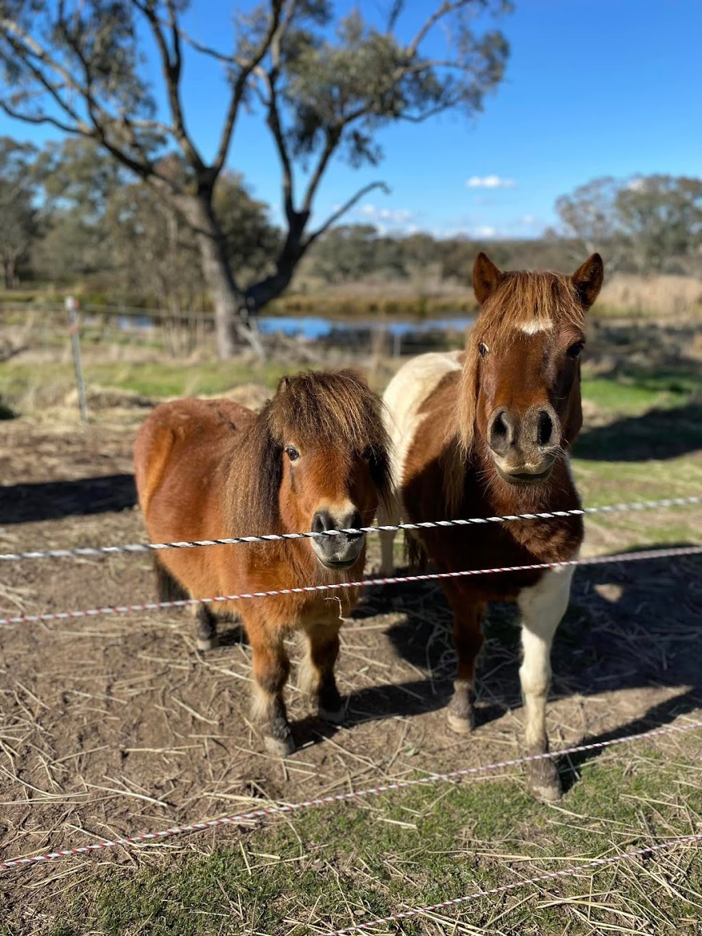 Glenroy Equine Rehabilitation Centre | 1880 Pomeroy Rd, Bannister NSW 2580, Australia | Phone: 0438 016 714