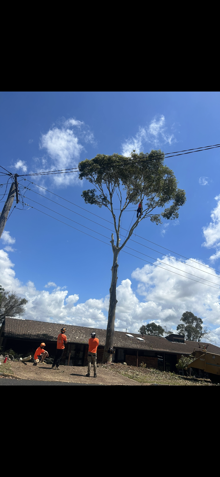 EziClip Tree Service | 14 Fernleigh Pl, New Lambton Heights NSW 2305, Australia | Phone: 0472 977 737