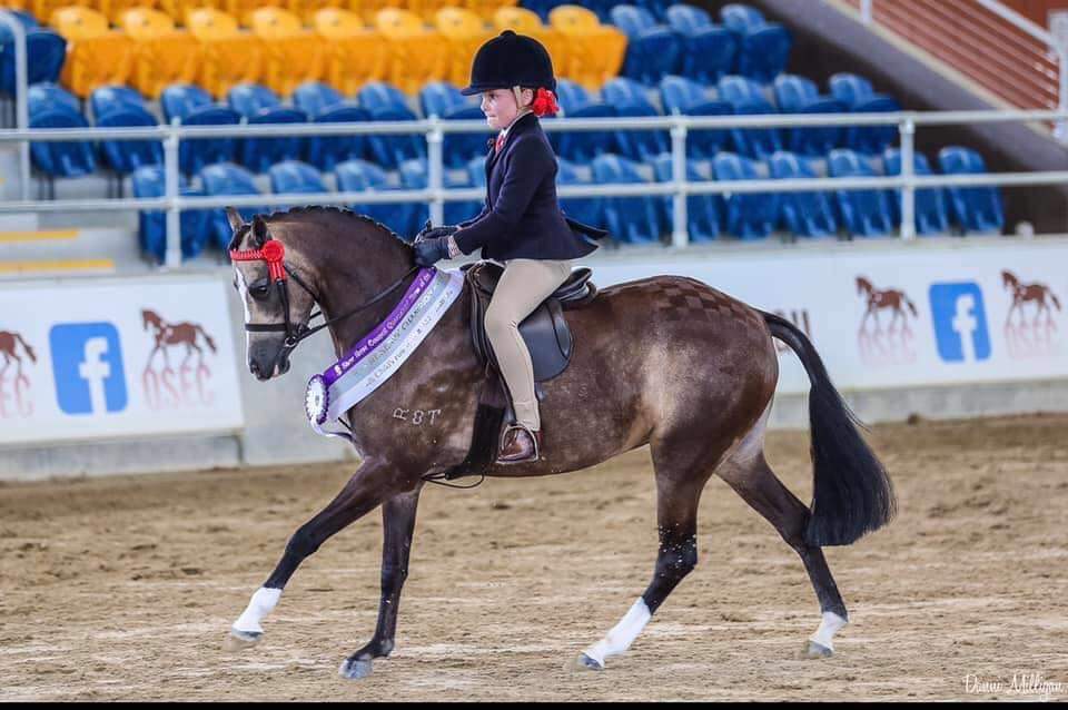 THE Welsh Pony & Cob Society of Australia Inc. | 20/14-17 Hogan Ct, Pakenham VIC 3810, Australia | Phone: (03) 5941 3288