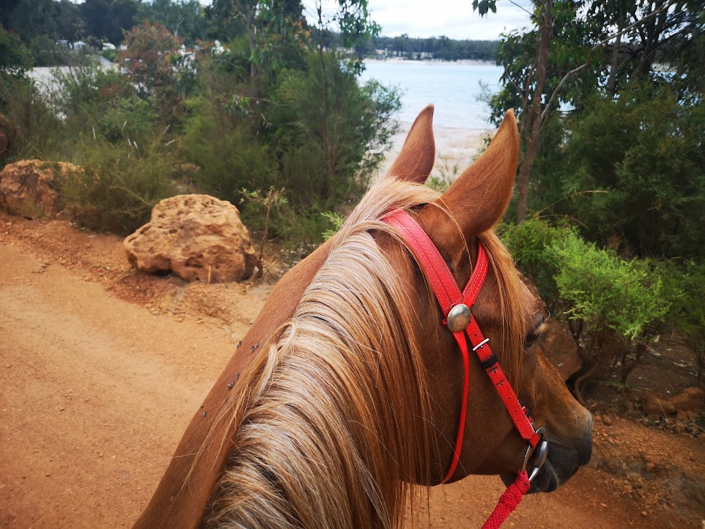 Outback Horse Trails |  | 480 Harris River Rd, Collie WA 6225, Australia | 0429476674 OR +61 429 476 674