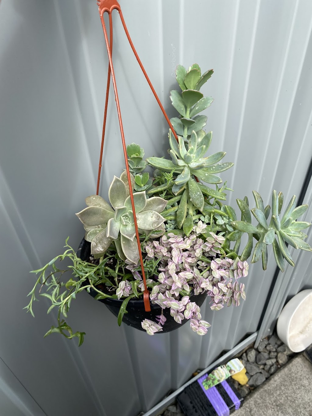 Potted With Love | 54 Currajong St, Evans Head NSW 2473, Australia | Phone: 0466 333 414
