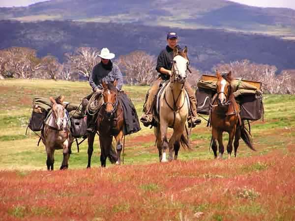 Bogong Horseback Adventures | travel agency | 52 Fredas Ln, Tawonga VIC 3697, Australia | 0357544849 OR +61 3 5754 4849