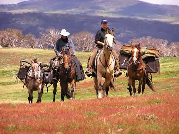 Bogong Horseback Adventures | 52 Fredas Ln, Tawonga VIC 3697, Australia | Phone: (03) 5754 4849