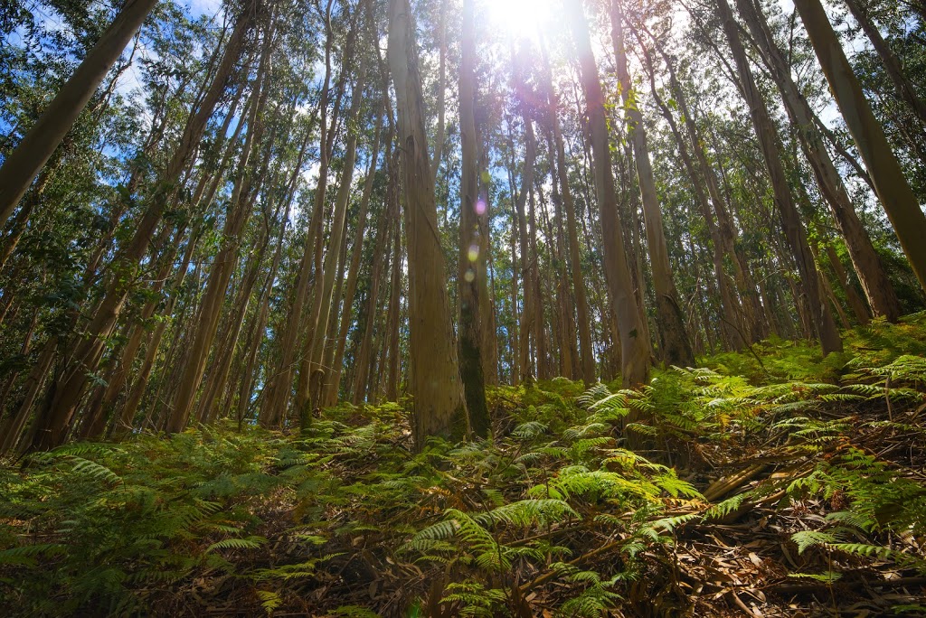 Forest for the Trees Perinatal Psychology | Suite 16, Level 1/235 Darby St, Cooks Hill NSW 2300, Australia | Phone: 0474 251 669