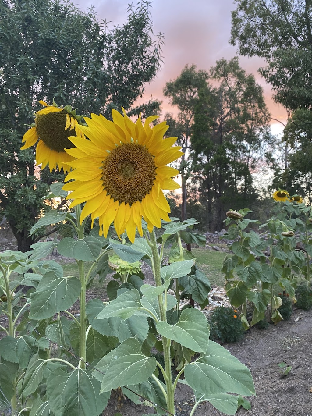 Ballandean Blooms | 123 Sundown Rd, Ballandean QLD 4382, Australia | Phone: 0412 130 402