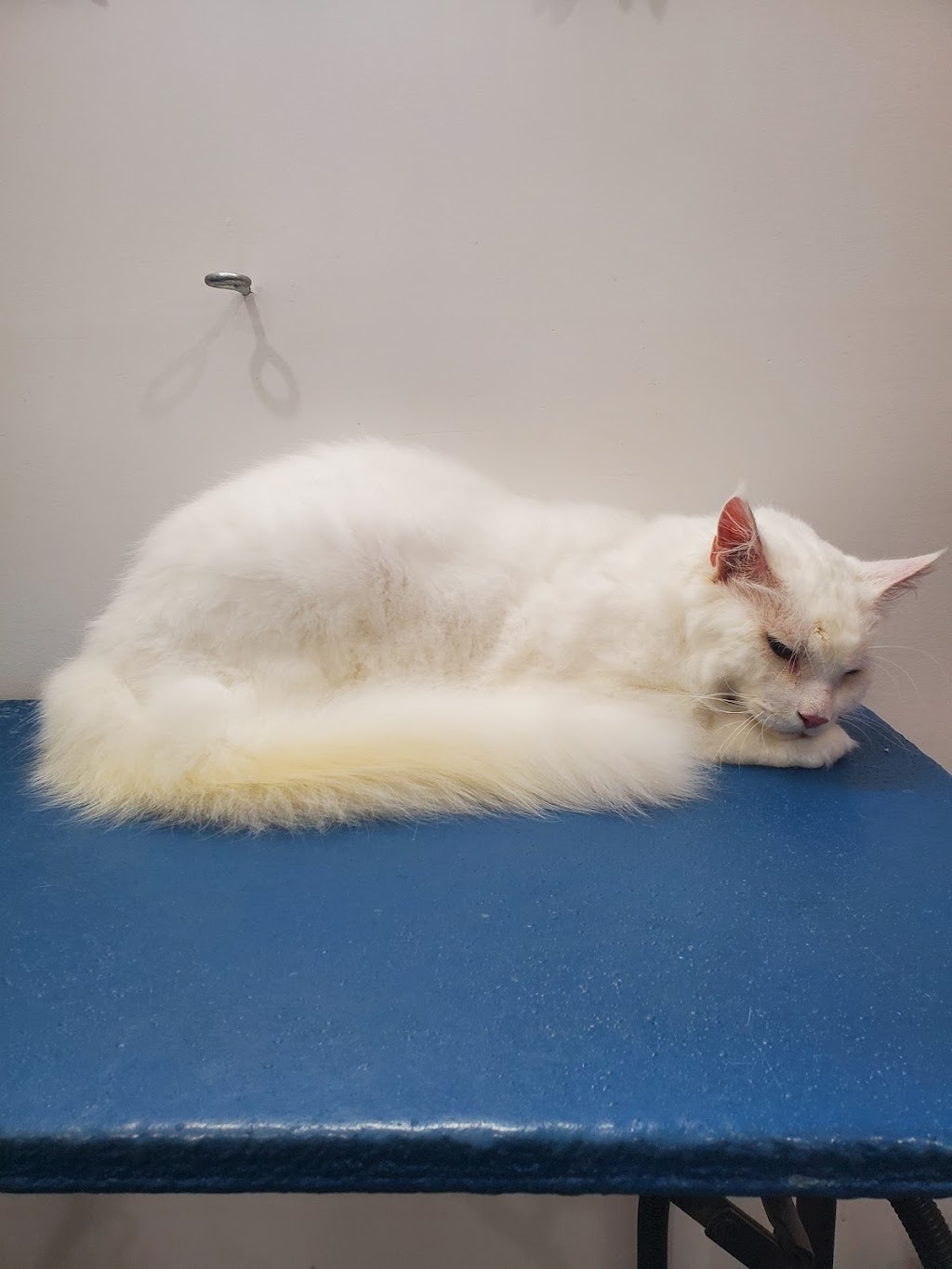 Nose 2 Tail | 11 Bindleys Rd, Mount Crosby QLD 4306, Australia | Phone: 0403 159 571