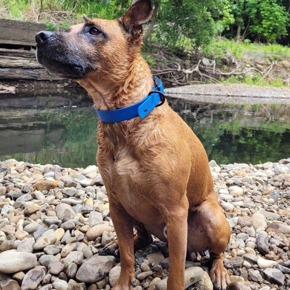 Drovers Dog and Co | 20 Ridgeview Ln, Wambrook NSW 2630, Australia | Phone: 0421 519 084