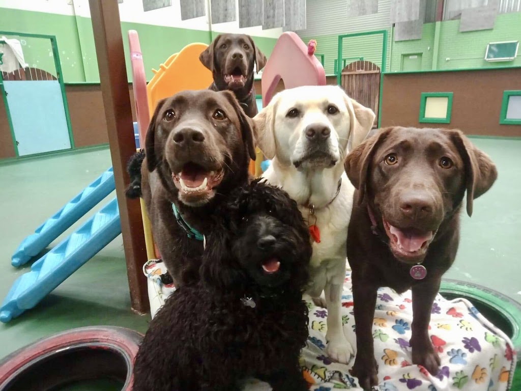 Billys Day-Care for Dogs |  | 6/106 Robinson Ave, Belmont WA 6104, Australia | 0894782000 OR +61 8 9478 2000