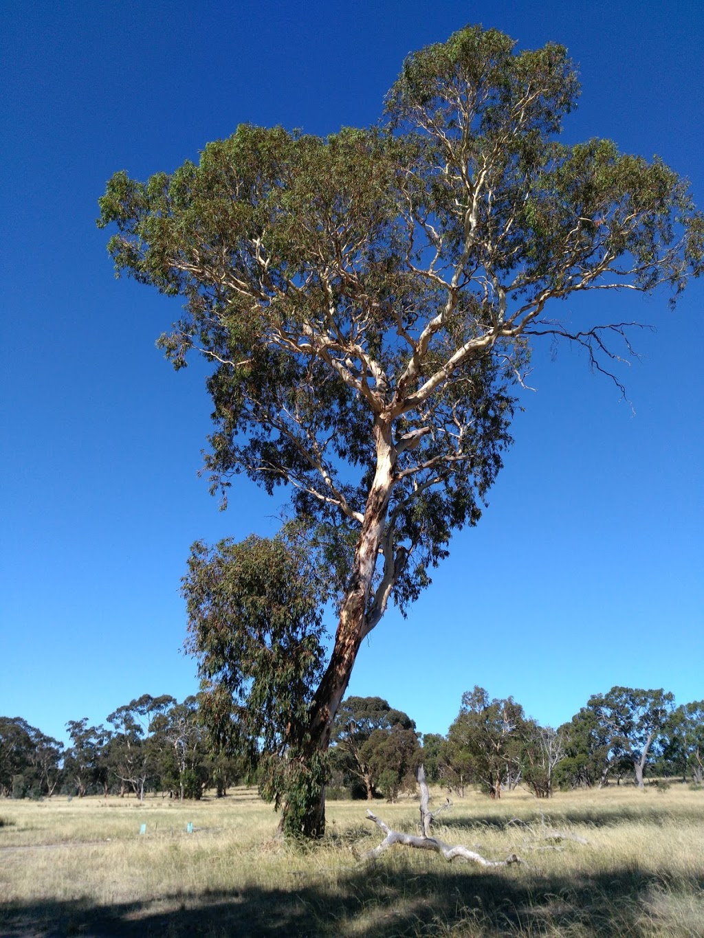 Eaglehawk Waterhole | park | Frances Rd, Bangham SA 5268, Australia