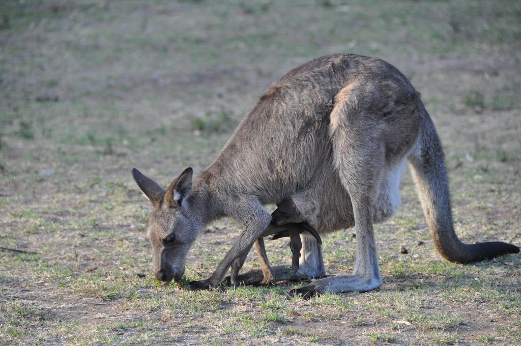 Camp Wambelong | campground | 4001 John Renshaw Pkwy, Warrumbungle NSW 2828, Australia | 0268254364 OR +61 2 6825 4364