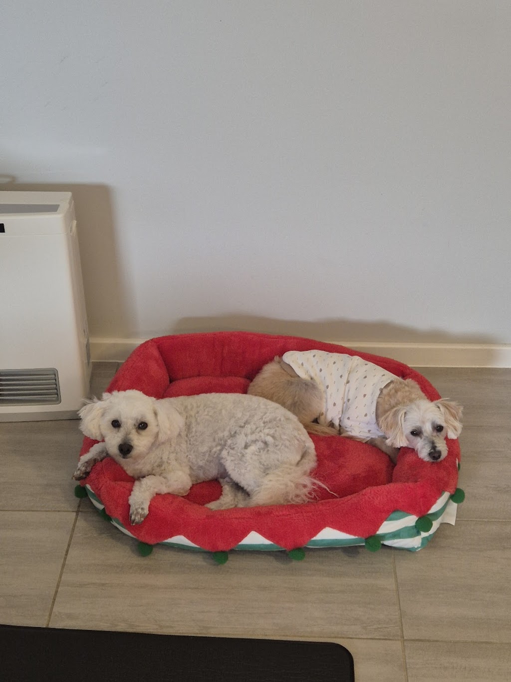 Kats Dog Grooming - Albion Park Rail | 16 Forest Oak Pl, Albion Park Rail NSW 2527, Australia | Phone: 0405 727 495