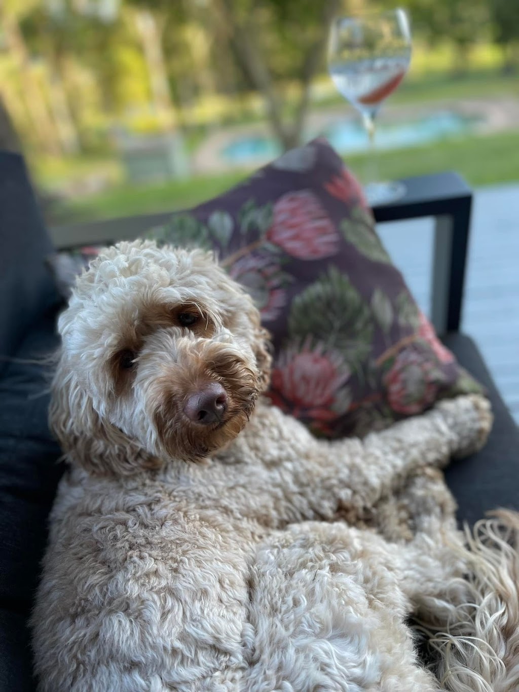 Inja Labradoodles & Oodle Farmstay | lodging | 16 E Kurrajong Rd, East Kurrajong NSW 2758, Australia | 0420960690 OR +61 420 960 690