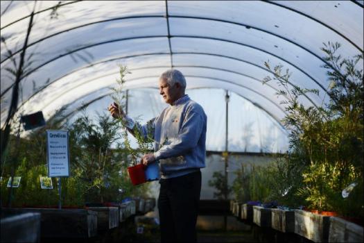 Weeping Grevillea Nursery |  | 10 Bartletts Lane, corner of, Kangaroo Ground-st Andrews Rd, Kangaroo Ground VIC 3097, Australia | 0397197505 OR +61 3 9719 7505