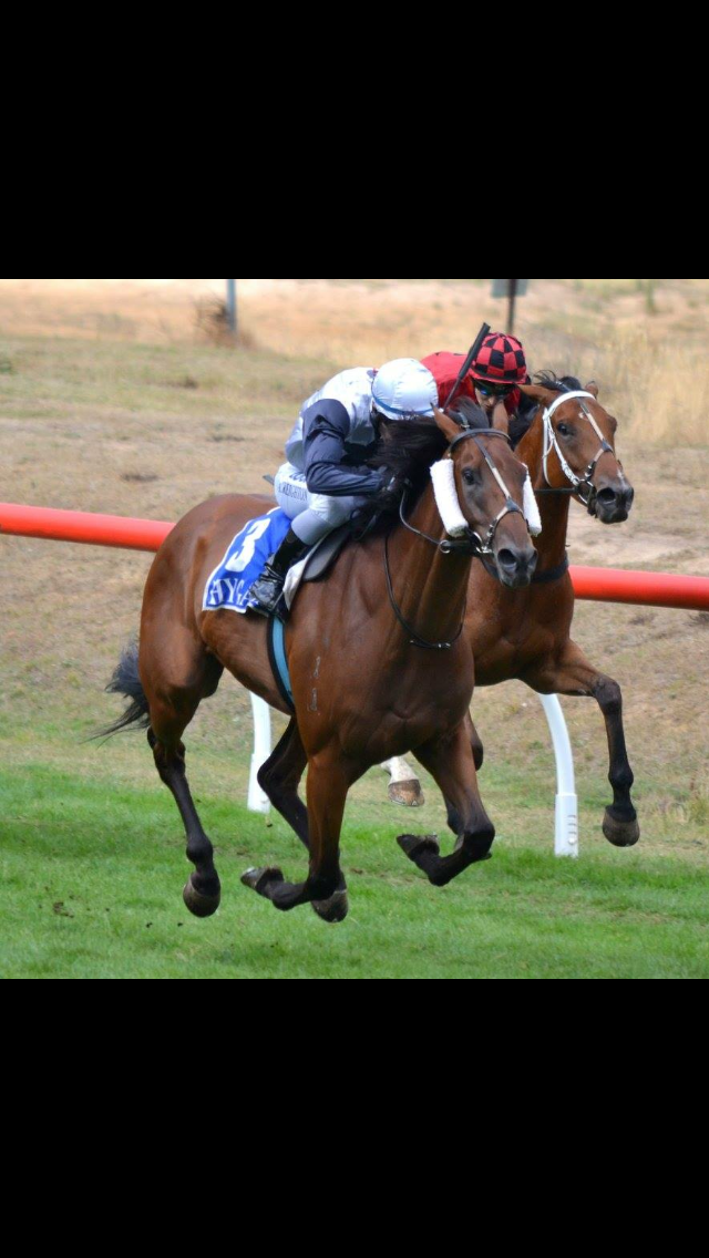 RWH Thoroughbreds P/L | 51 Graydens Rd, Tyabb VIC 3913, Australia | Phone: 0417 696 678