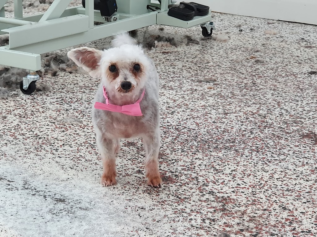 Miss Chi Canine Salon |  | 1 Maleny St, Landsborough QLD 4550, Australia | 0482171171 OR +61 482 171 171