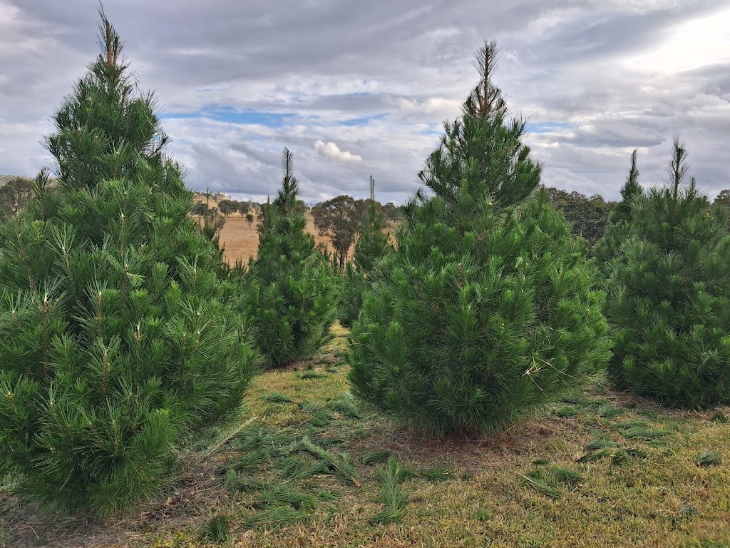 Brisbane Valley Christmas Tree Farm | Hamiltons Ln, Mount Beppo QLD 4313, Australia | Phone: 0409 671 136