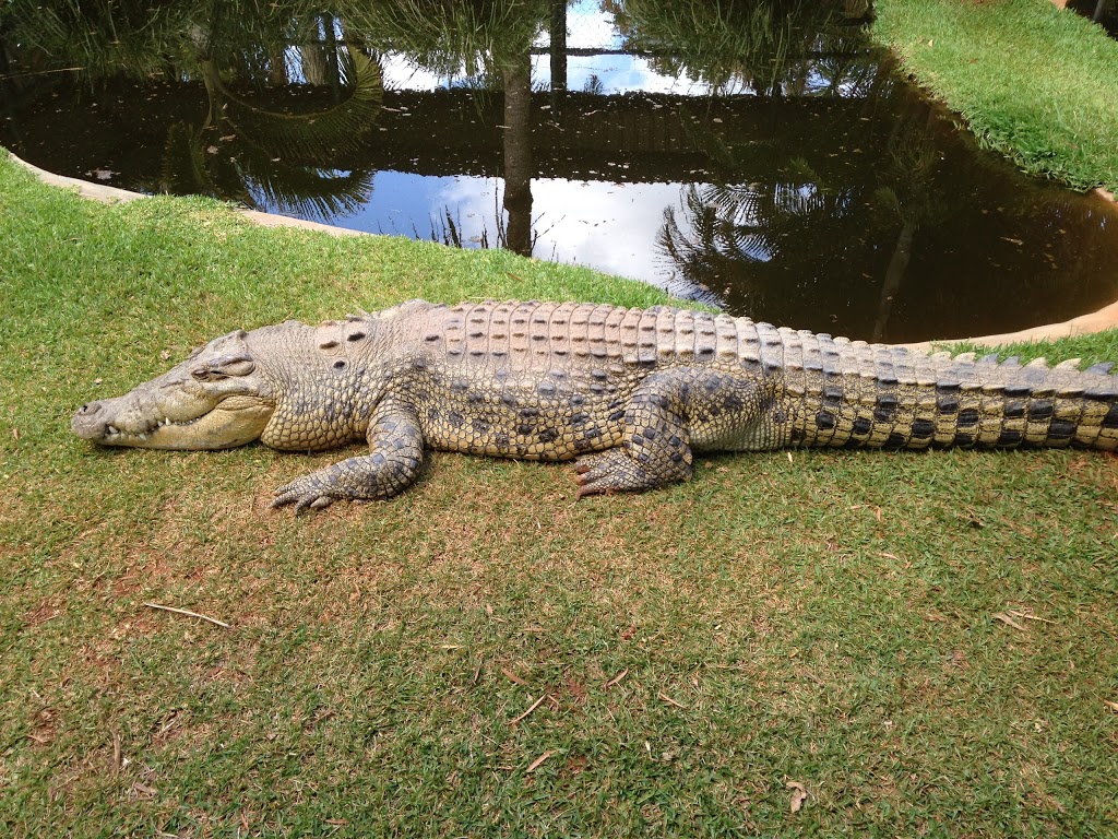 Snakes Downunder Reptile Park and Zoo | 51 Lucketts Rd, Childers QLD 4660, Australia | Phone: (07) 4126 3332