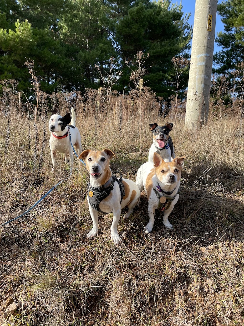BoneGiorno | Canine Enrichment | 487 The Boulevarde, Kirrawee NSW 2232, Australia | Phone: 0405 963 043