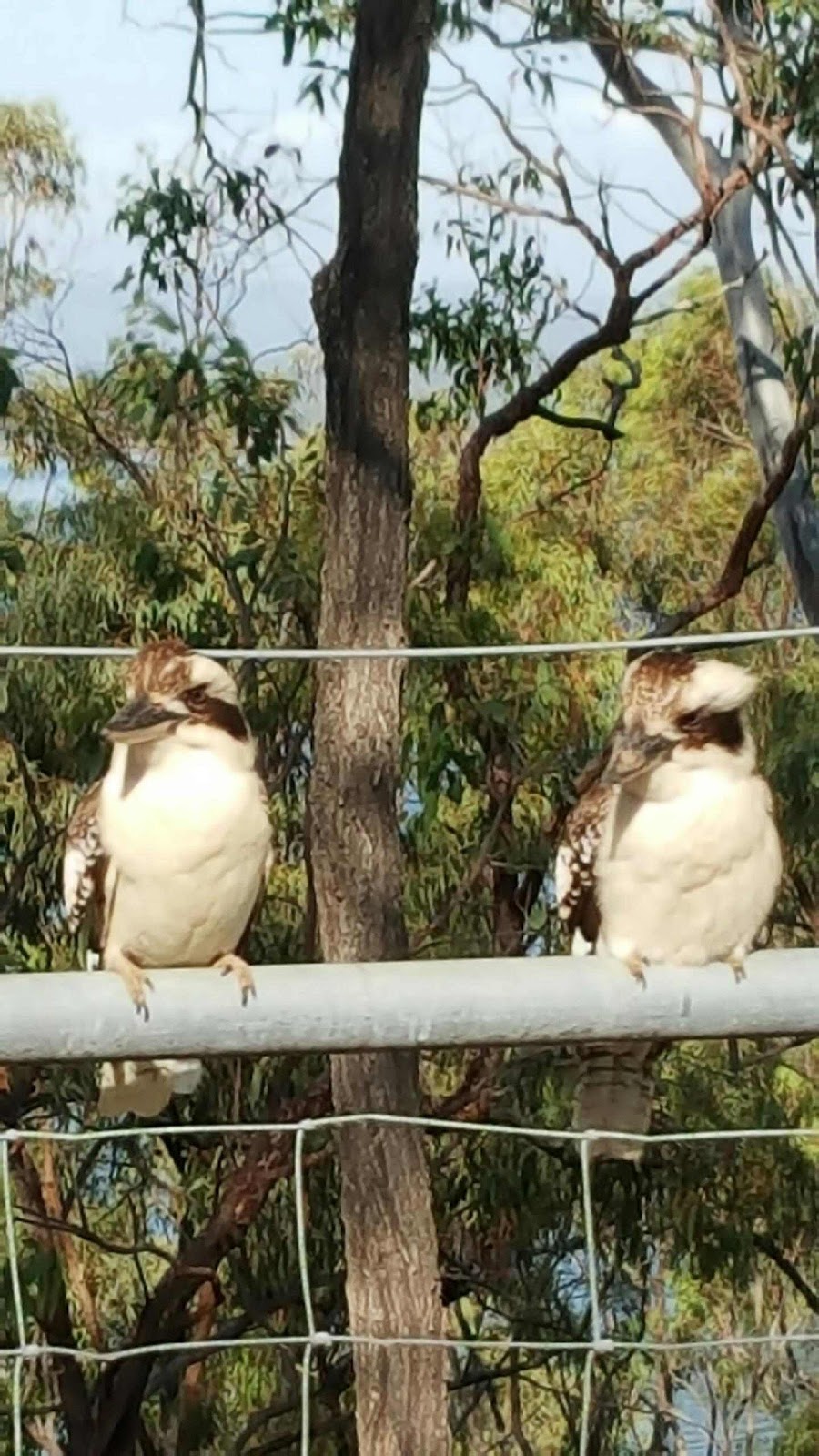 Lake Awoonga Caravan Park | 865 Awoonga Dam Rd, Benaraby QLD 4680, Australia | Phone: (07) 4975 0155