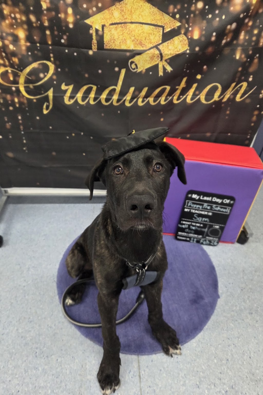 Wisdom for Wags Dog Training | 335 Princes Hwy, Bomaderry NSW 2541, Australia | Phone: 0410 498 290