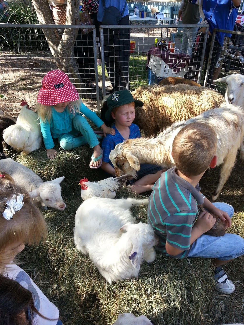 Sunshine Coast Party Ponies and petting zoo |  | 280 Yeates Rd, Beerwah QLD 4519, Australia | 0404497127 OR +61 404 497 127