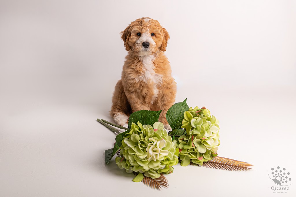 Scawoo Australian Cobberdogs | 6 Wren Ct, Regency Downs QLD 4341, Australia | Phone: 0490 785 514