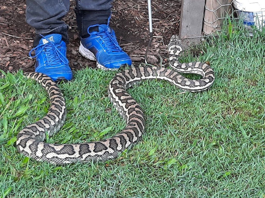 SnakeOut Snake Catchers Brisbane | 14 Ranger St, Kenmore QLD 4069, Australia | Phone: 0456 880 903