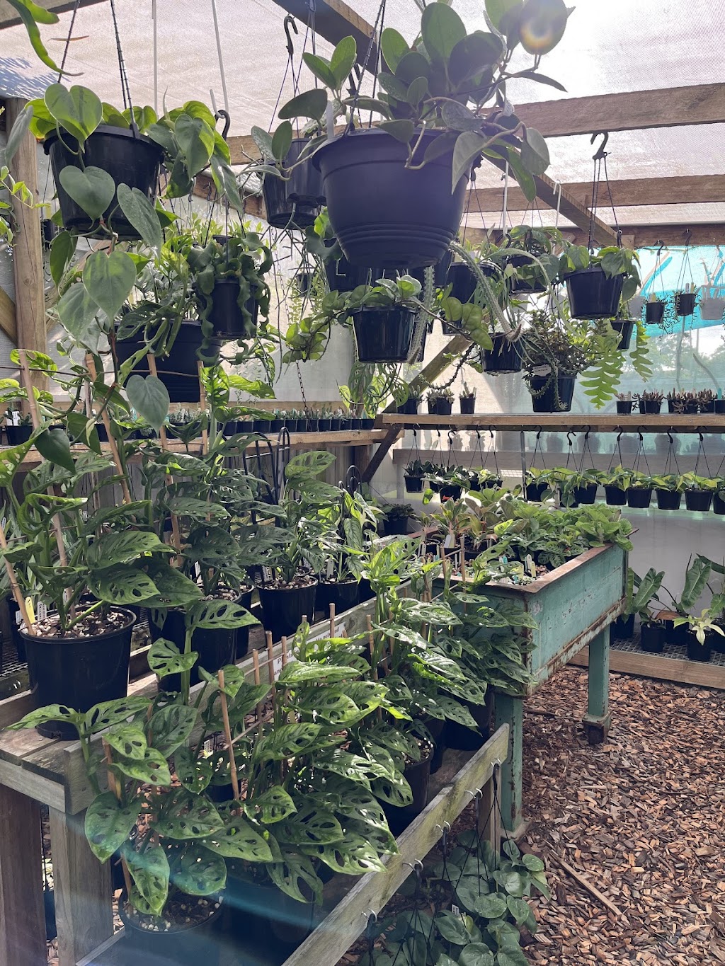 Leafy Life Downunder | 5 Sampson St, Deception Bay QLD 4508, Australia | Phone: 0416 197 784