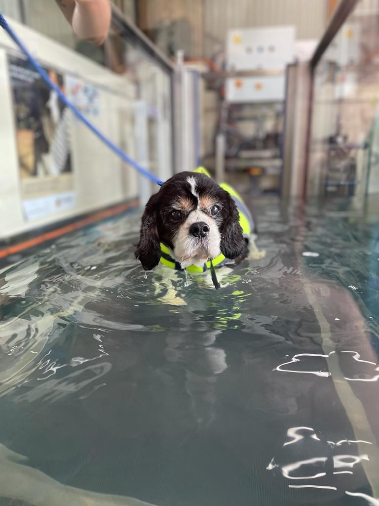 Kylies K9 Hydrotherapy | 25 Alkoomie Pl, Wilton NSW 2571, Australia | Phone: 0419 666 673