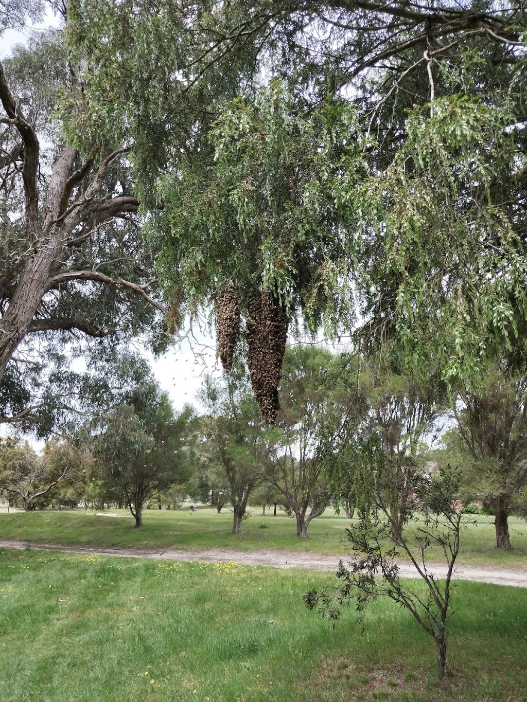 Mount Xavier Golf Course |  | 188 Fortune St, Ballarat East VIC 3350, Australia | 0353313691 OR +61 3 5331 3691