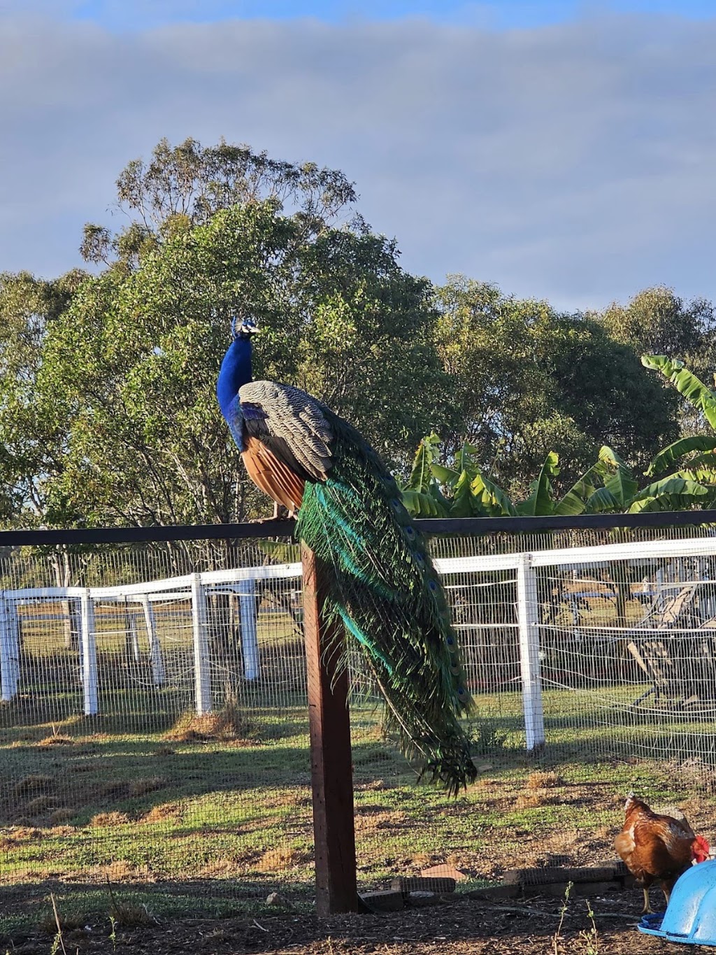 Teembin Pines | 180 Beachmere Rd, Caboolture QLD 4510, Australia | Phone: 0420 822 945