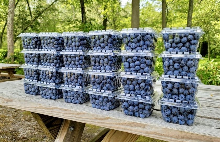 Valla berries Pyt LTD | 95 Buxton Ave, Buxton NSW 2571, Australia | Phone: (02) 5550 4321