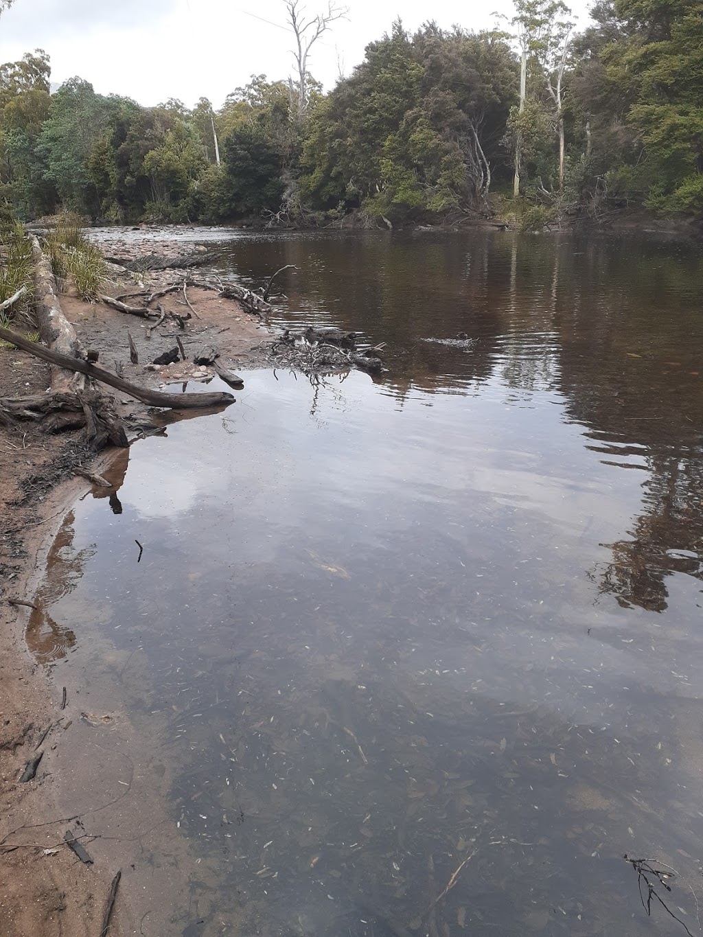 Taylors Flats Reserve & Picnic Ground | Brookes Track, Middlesex TAS 7306, Australia