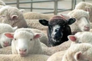 Australian Wool Testing Authority | 123 Boundary Rd, Rocklea QLD 4106, Australia | Phone: (07) 3277 9655