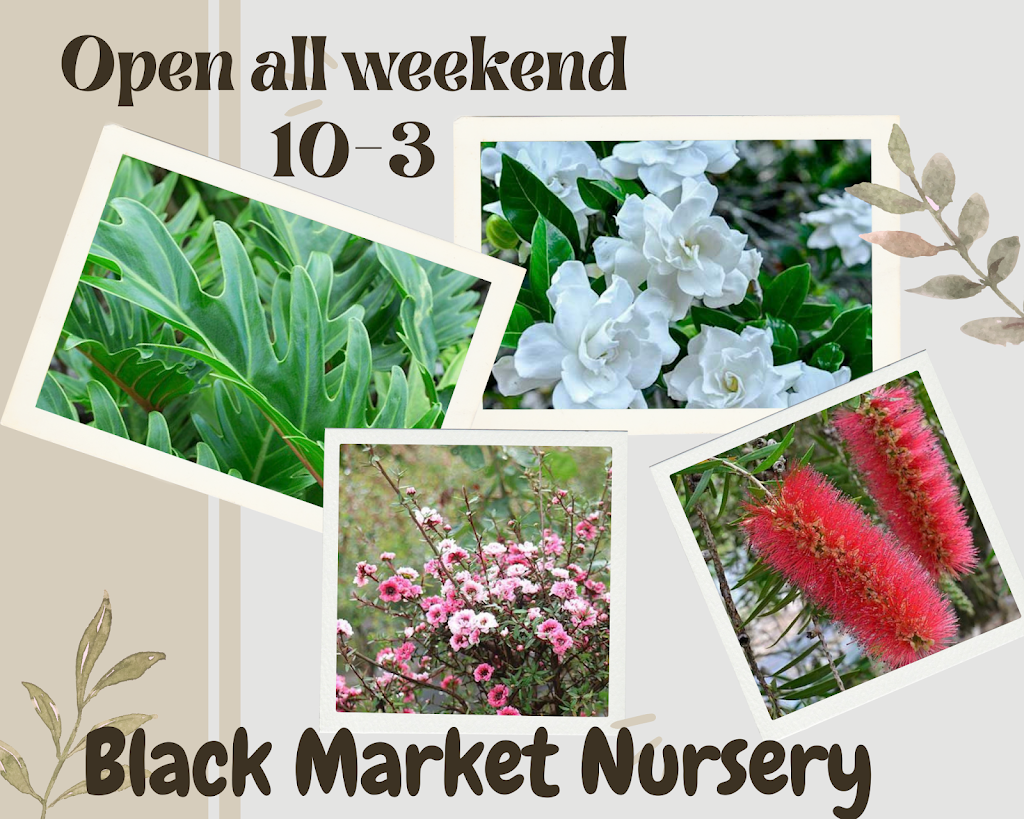 Black Market Nursery |  | 456C Woodstock Rd, Woodstock NSW 2538, Australia | 0407854466 OR +61 407 854 466