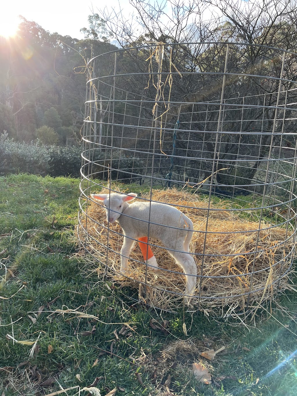 Prime Livestock Veterinary Services | 2 Parwanoff St, Mansfield VIC 3722, Australia | Phone: 0447 496 428