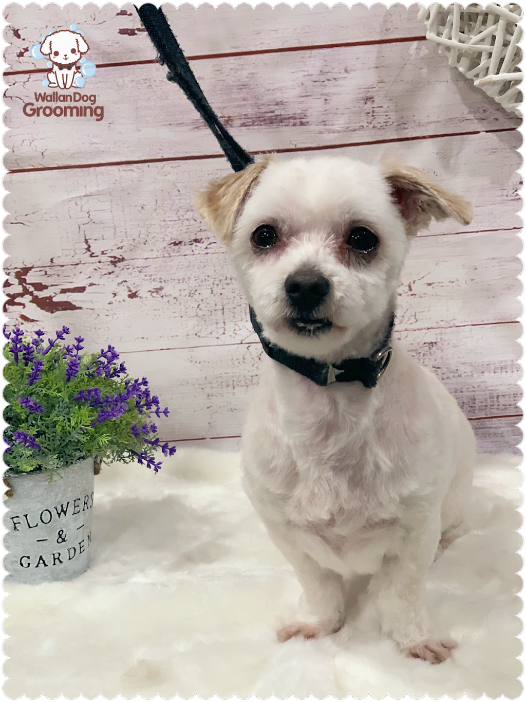 Wallan Dog Grooming | 2/11 Raglan St, Wallan VIC 3756, Australia | Phone: 0432 247 783