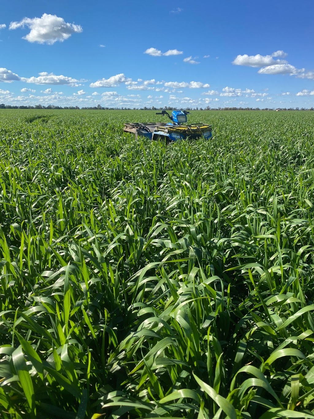 Matt Ward Agricultural Consulting | Tomingley, Narromine Rd, Narromine NSW 2821, Australia | Phone: 0418 665 676