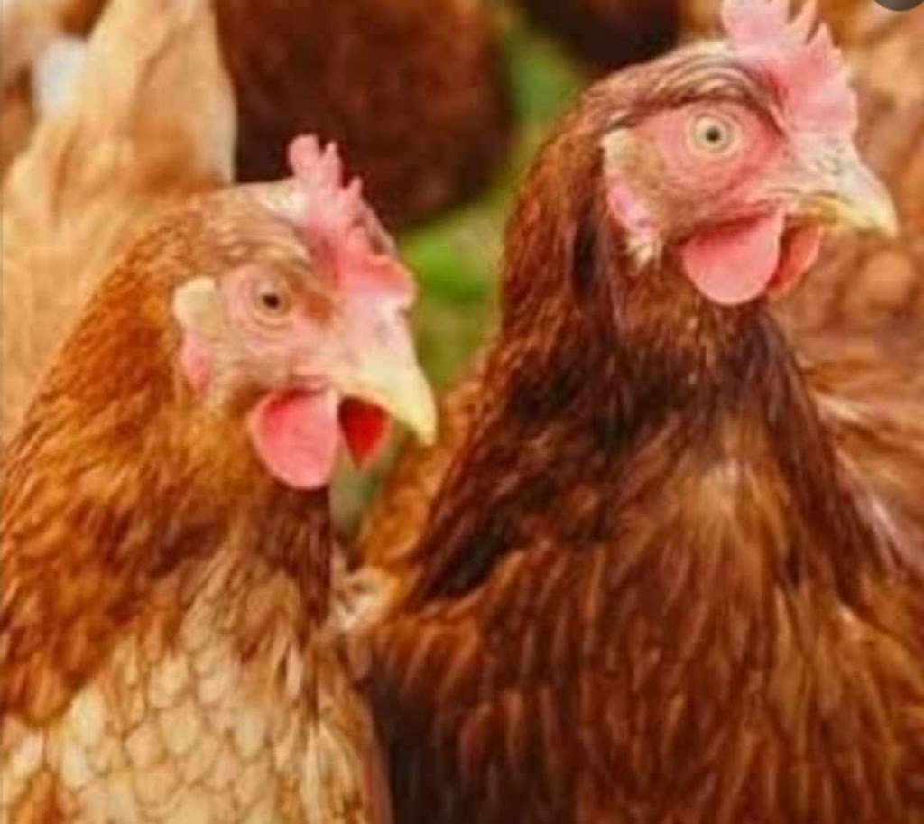 Mayers Well Poultry | 233 Jansens Rd, Mount Ossa QLD 4741, Australia | Phone: 0494 014 711