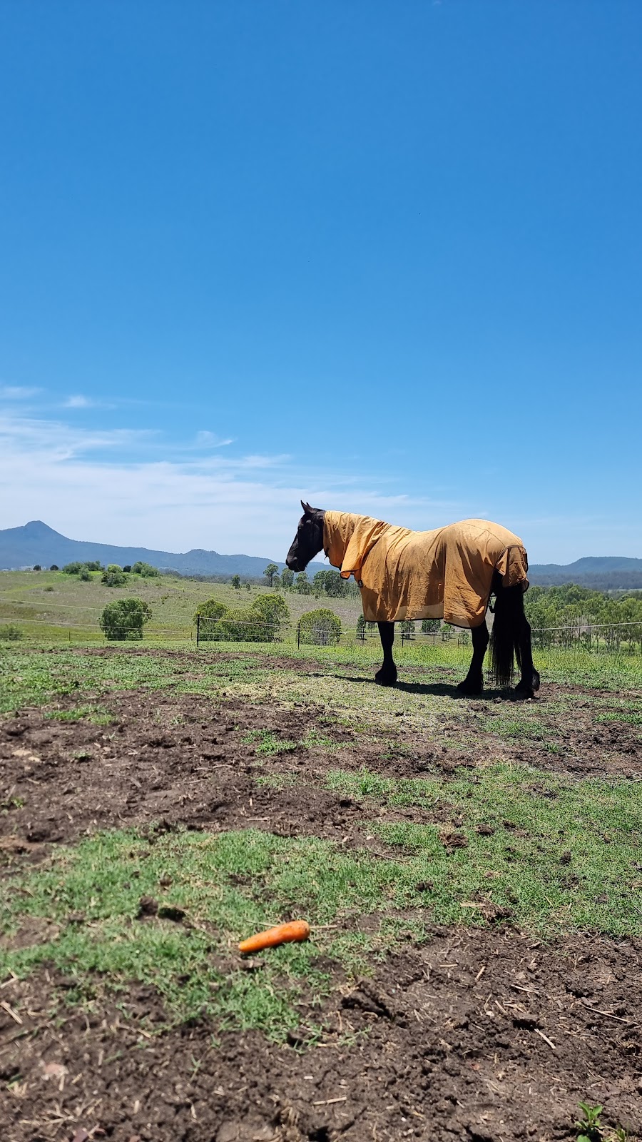 Scenic Rim Agistment | 339 Beckwith Rd, Limestone Ridges QLD 4305, Australia | Phone: 0405 967 494