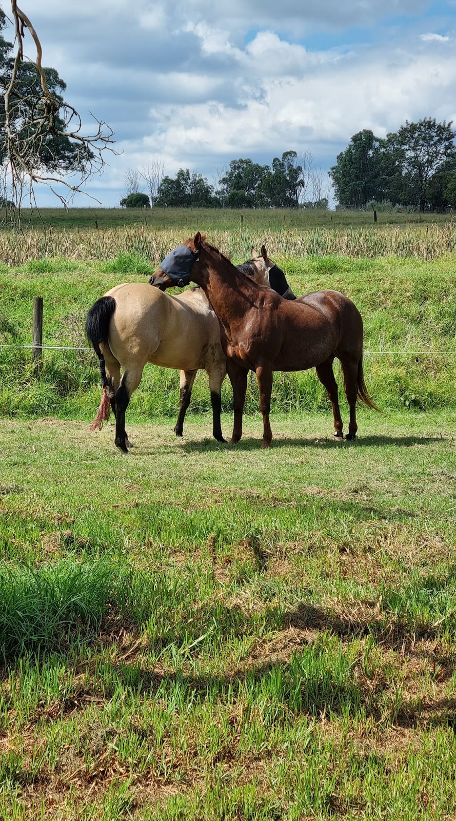 Horse N Around Mulgoa | 2637 The Northern Rd, Mulgoa NSW 2745, Australia | Phone: (02) 4773 4169